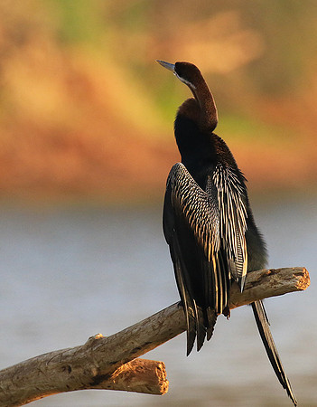 Darter - Malilangwe wildlife reserve