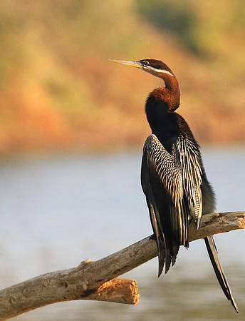 Darter - Malilangwe wildlife reserve