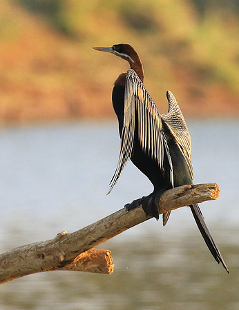 Darter - Malilangwe wildlife reserve