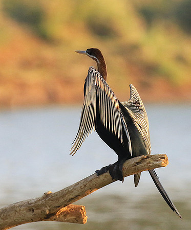 Darter - Malilangwe wildlife reserve