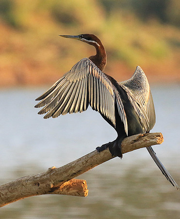 Darter - Malilangwe wildlife reserve