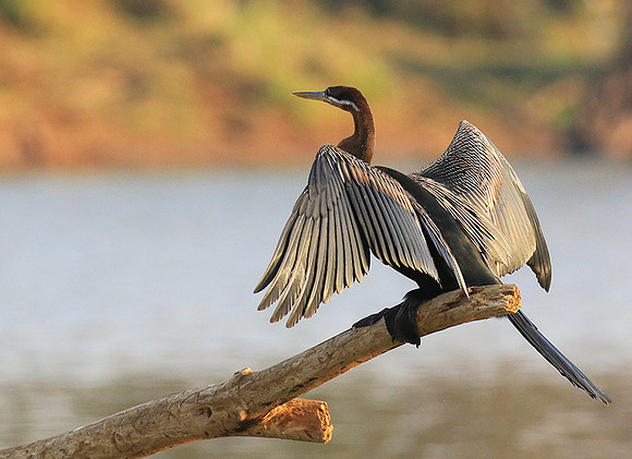 Darter - Malilangwe wildlife reserve