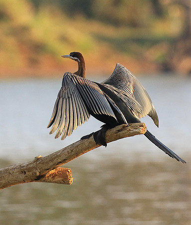 Darter - Malilangwe wildlife reserve