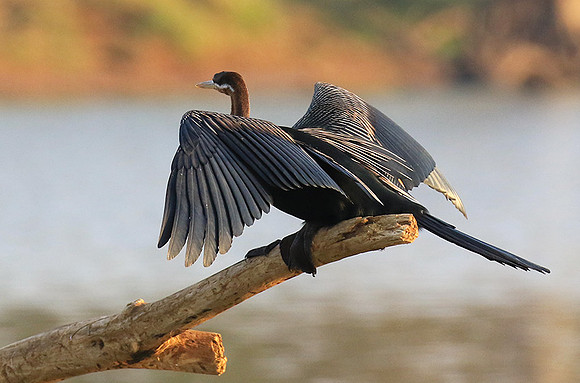Darter - Malilangwe wildlife reserve