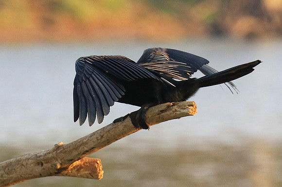 Darter - Malilangwe wildlife reserve
