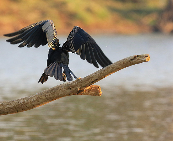 Darter - Malilangwe wildlife reserve