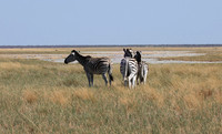 Nxai Pan