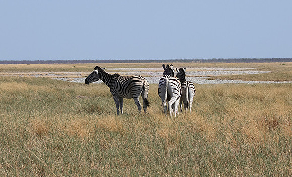 Nxai Pan