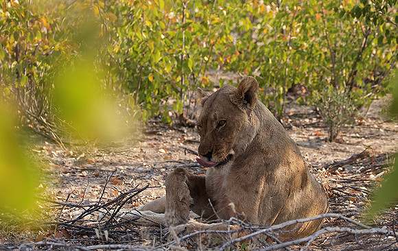 Ongava Private Reserve