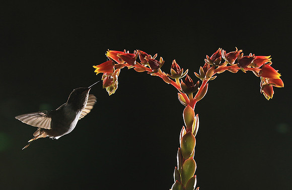Volcano humming bird