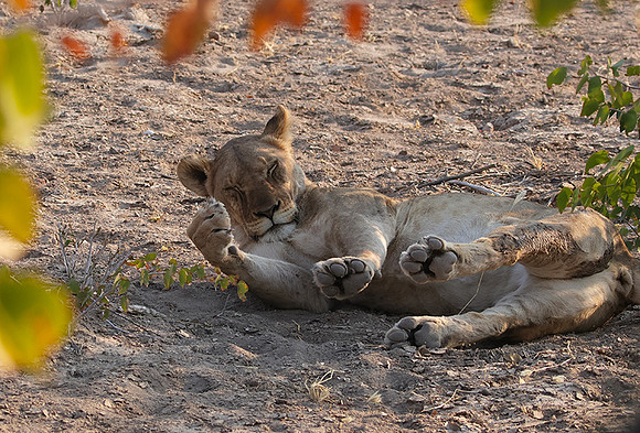 Ongava Private Reserve