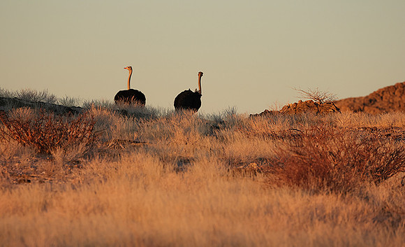 Damaraland