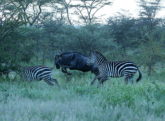 Serengeti