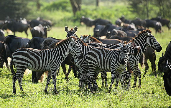 Zebras - Serengeti - Tanzania