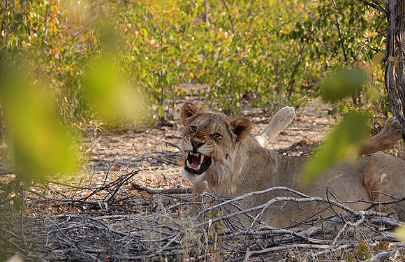 Ongava Private Reserve