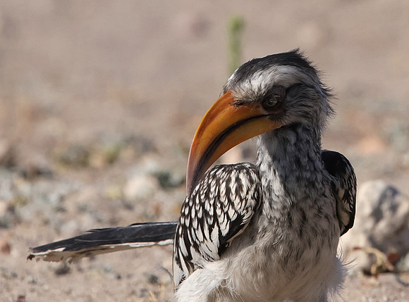 Southern yellow-billed hornbill - Ongava Private Reserve