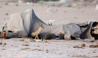 Black-backed jackal - Nxai Pan