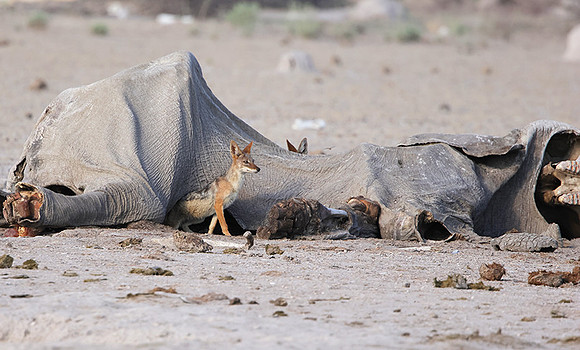 Black-backed jackal - Nxai Pan