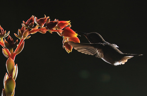 Volcano humming bird