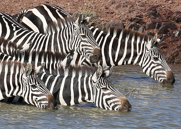 Serengeti - Grumeti Private Reserve