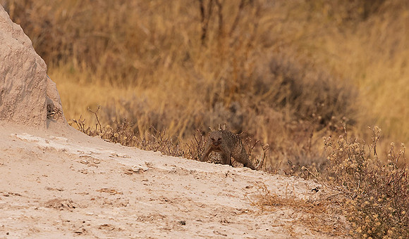 Banded mongoose - Onguma Private Reserve