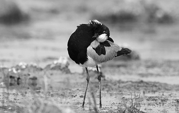 Blacksmith lapwing - Onguma Private reserve