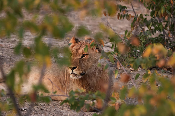 Ongava Private Reserve