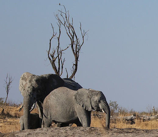 Hwange NP