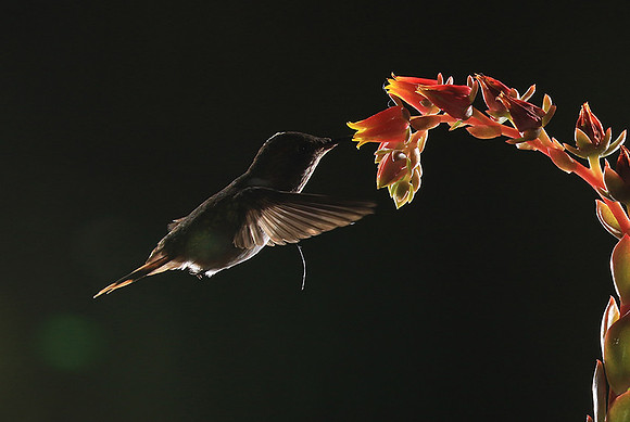 Volcano humming bird