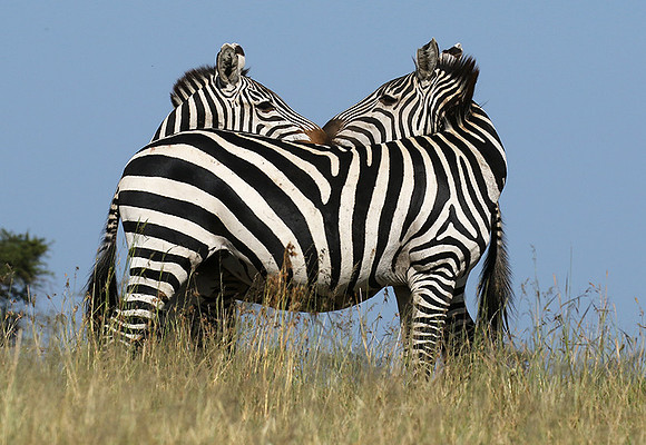 Serengeti - Grumeti Private Reserve