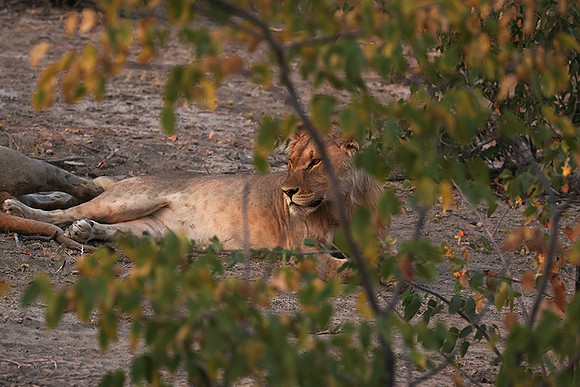 Ongava Private Reserve