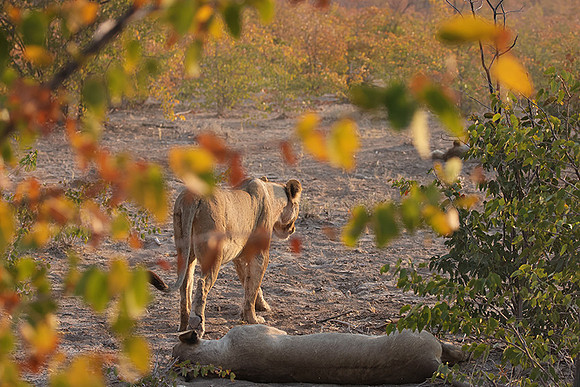 Ongava Private Reserve