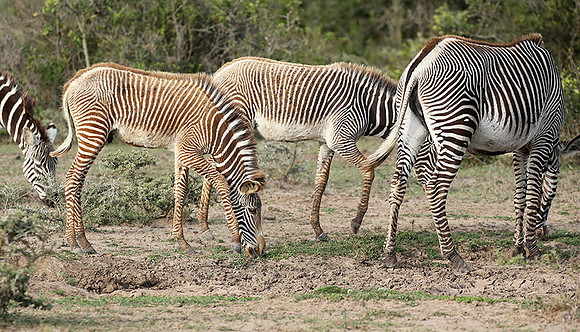 Grevy's zebras - endangered species - Laikipia