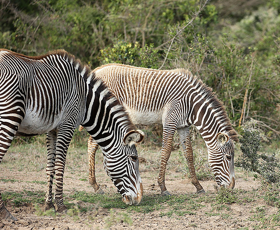 Grevy's zebras - endangered species - Laikipia