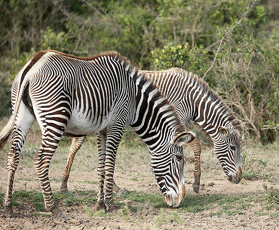 Grevy's zebras - endangered species - Laikipia