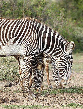 Grevy's zebras - endangered species - Laikipia