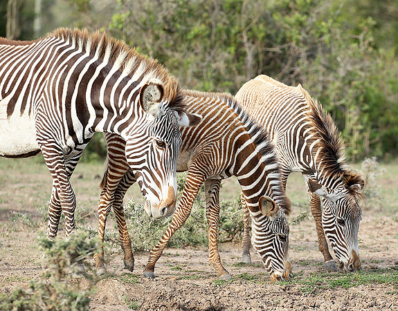 Grevy's zebras - endangered species - Laikipia