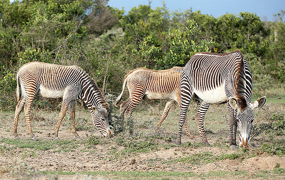 Grevy's zebras - endangered species - Laikipia
