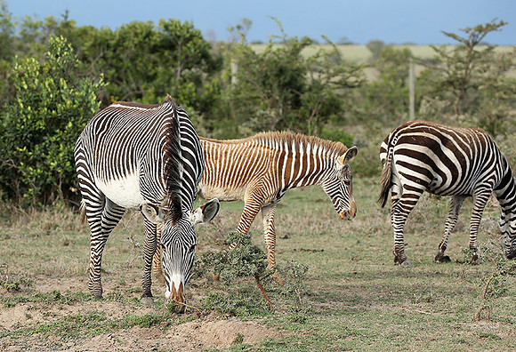 Grevy's zebras - endangered species - Laikipia