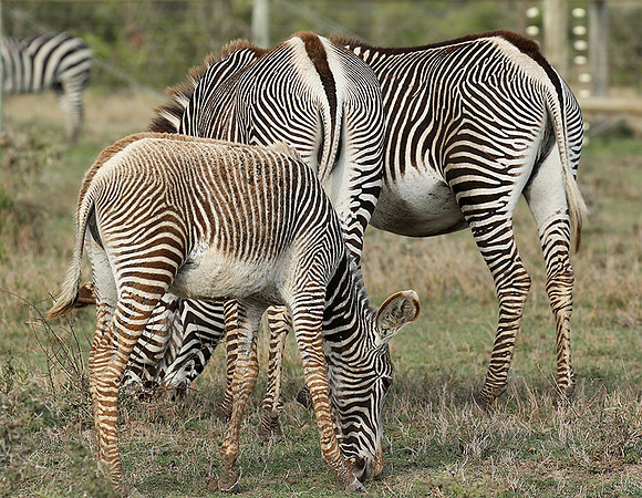 Grevy's zebras - endangered species - Laikipia