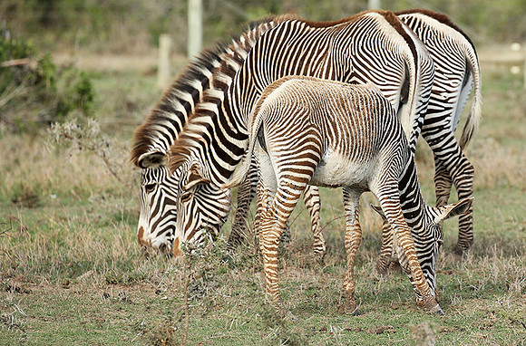 Grevy's zebras - endangered species - Laikipia
