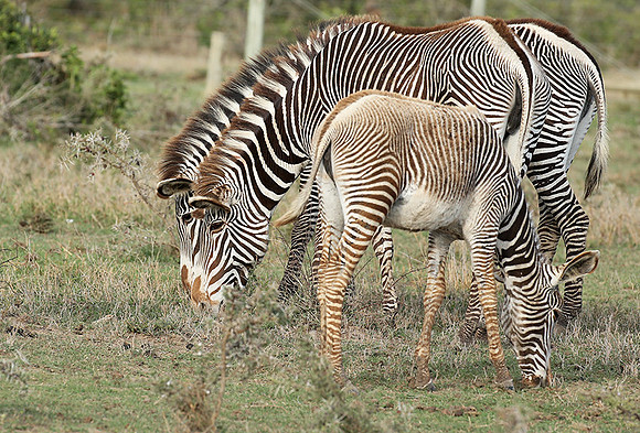 Grevy's zebras - endangered species - Laikipia
