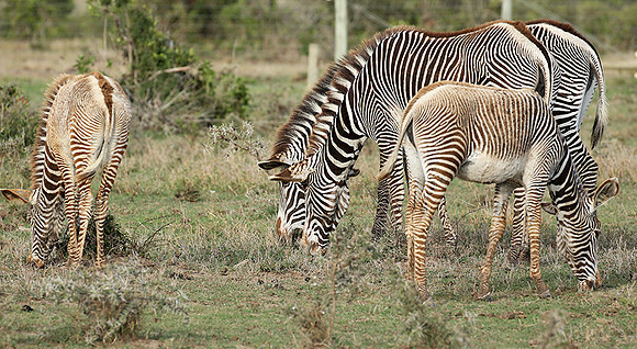 Grevy's zebras - endangered species - Laikipia