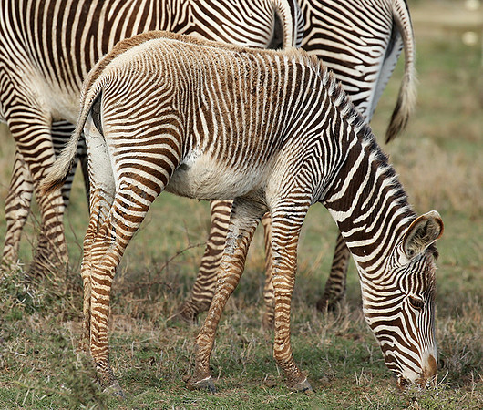 Grevy's zebras - endangered species - Laikipia
