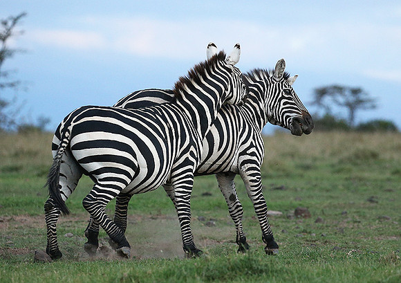 Laikipia