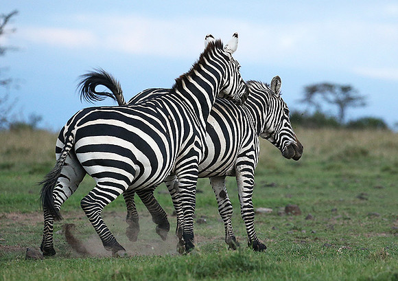 Laikipia