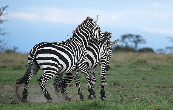 Laikipia