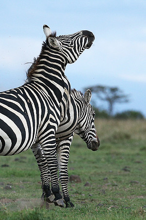 Laikipia