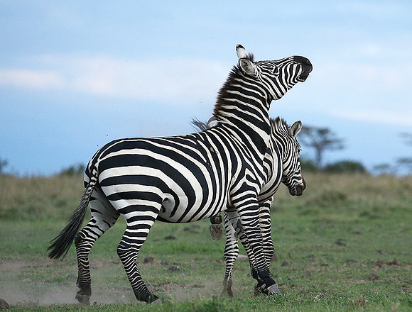 Laikipia
