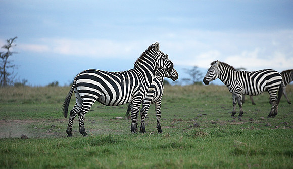 Laikipia
